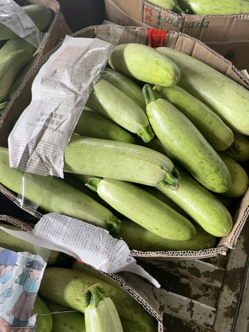 西葫芦食堂货需要的老板随时联系