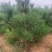 【推荐】油松小苗油松杯苗基地直供欢迎来电咨询