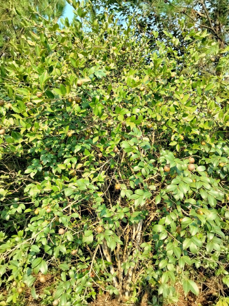 油茶果开始上市