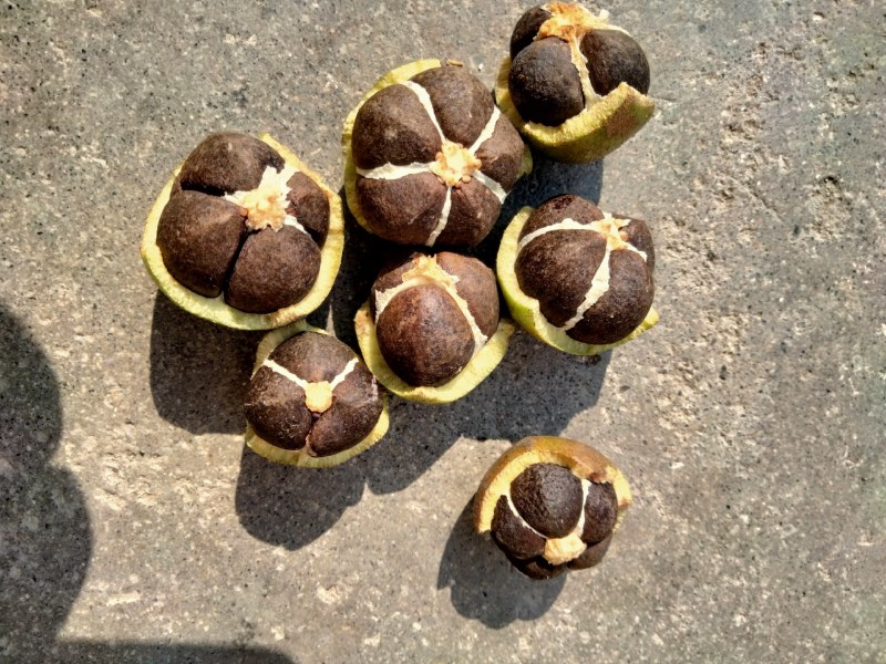 油茶果开始上市