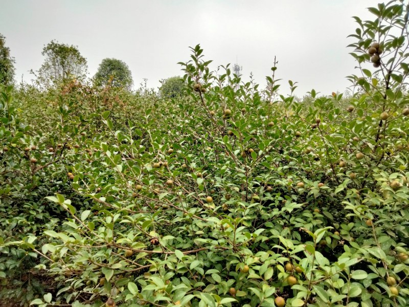 油茶果开始上市