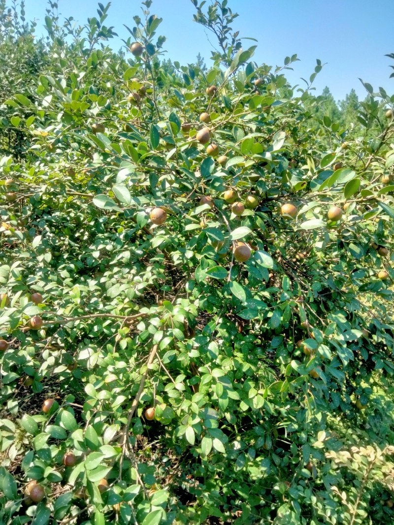 油茶果开始上市