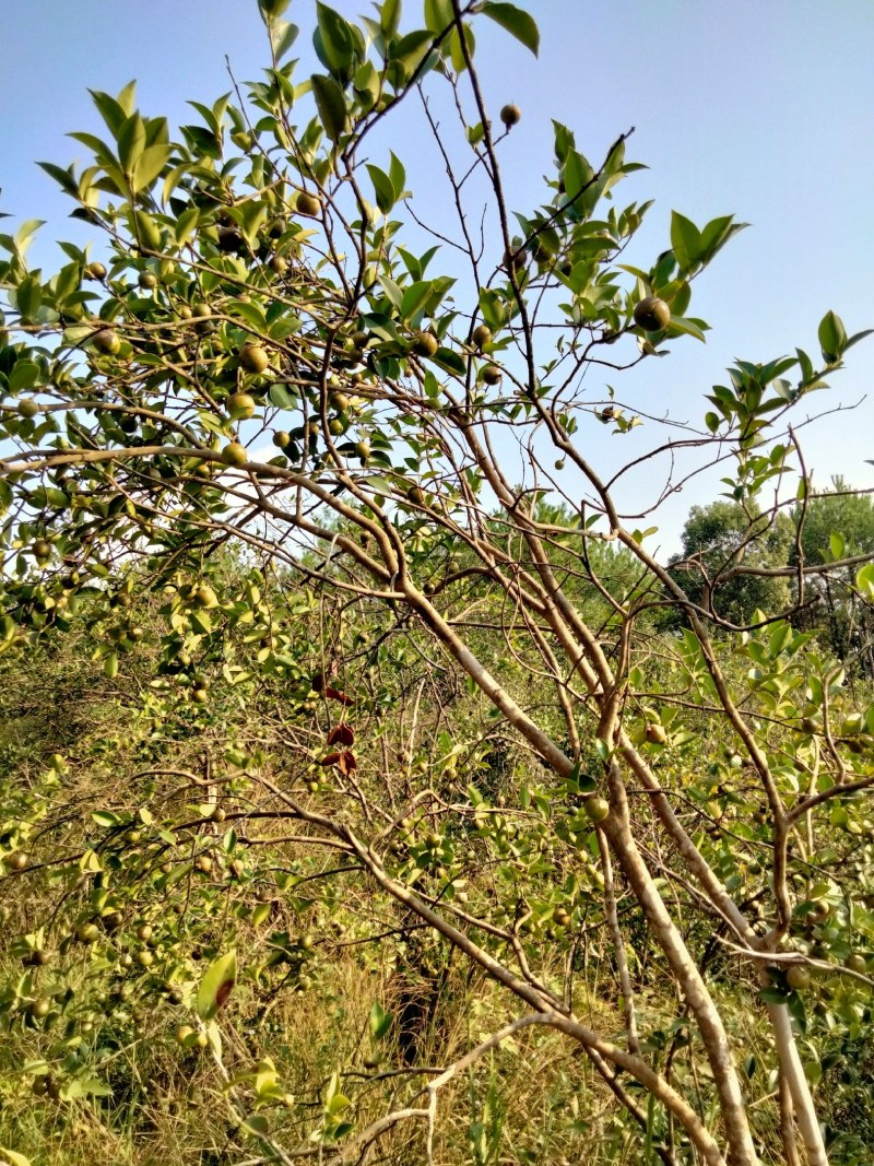 油茶果开始上市