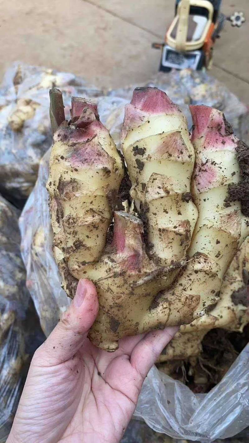 鲜姜红芽姜3两以上带土产地直销质量保证