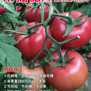 西红柿苗越冬大粉西红柿苗抗病毒抗死棵大果产量高
