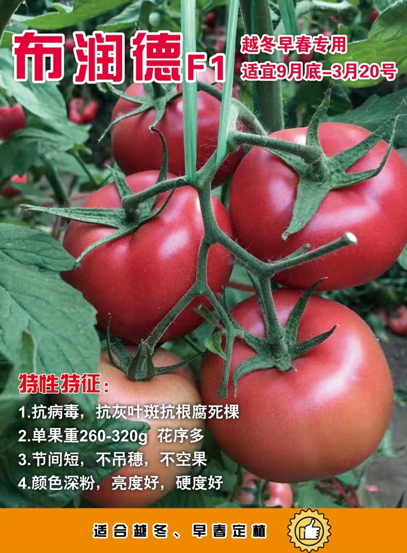 西红柿苗越冬大粉西红柿苗抗病毒抗死棵大果产量高