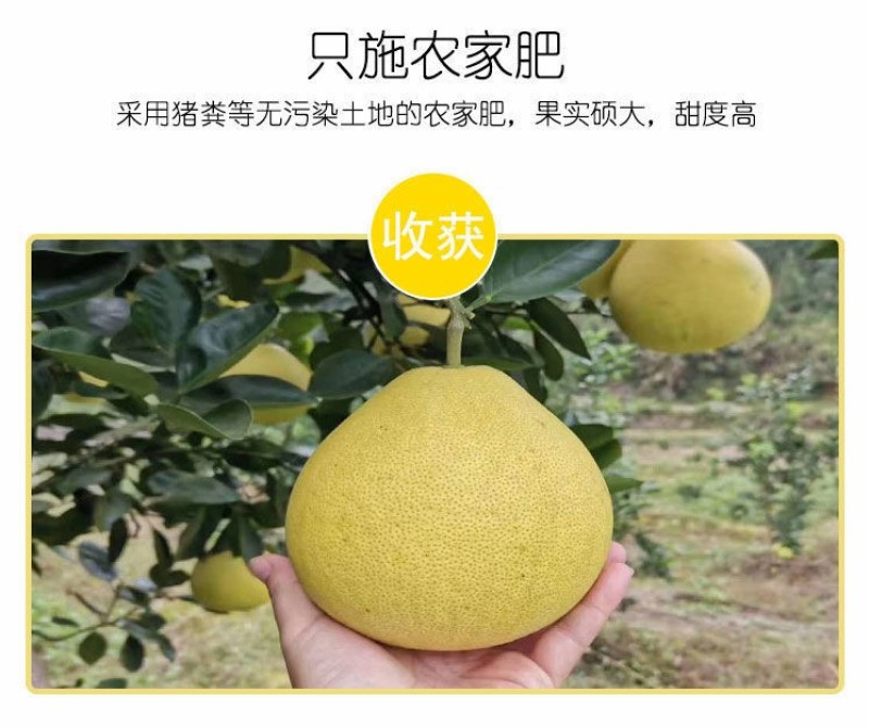 雪峰冰糖柚安江柚脆提案无酸