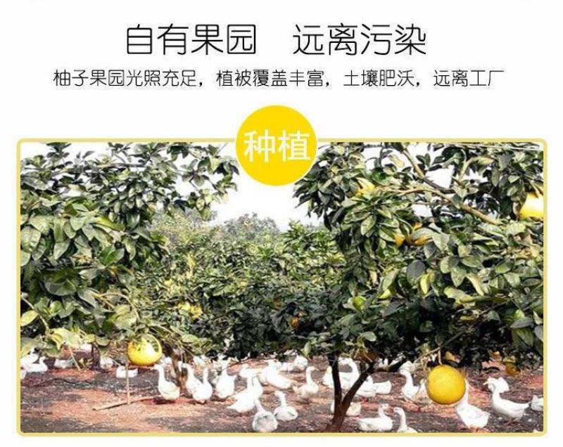 雪峰冰糖柚安江柚脆提案无酸