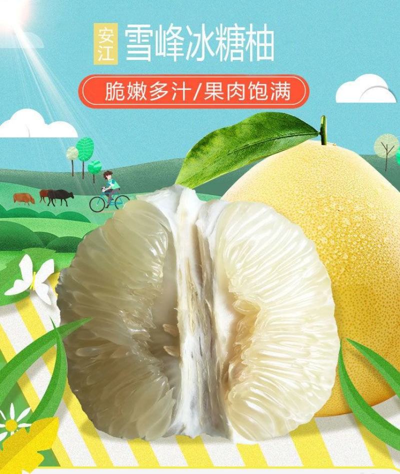 雪峰冰糖柚安江柚脆提案无酸