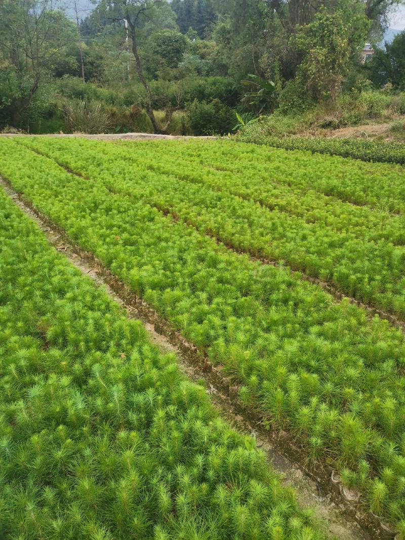 马尾松杯苗，一年生无纺布马尾松小苗，高度15公分以上