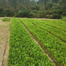 马尾松杯苗，一年生无纺布马尾松小苗，高度15公分以上