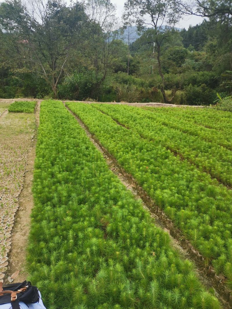 马尾松杯苗，一年生无纺布马尾松小苗，高度15公分以上