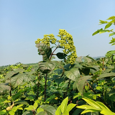 江西中花吴茱萸苗基地一手规格齐全包活死苗包赔诚信经营