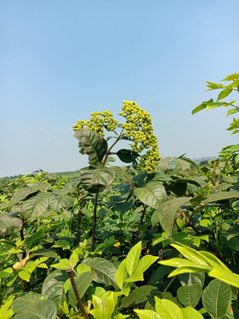 江西中花吴茱萸苗基地一手规格齐全包活死苗包赔诚信经营