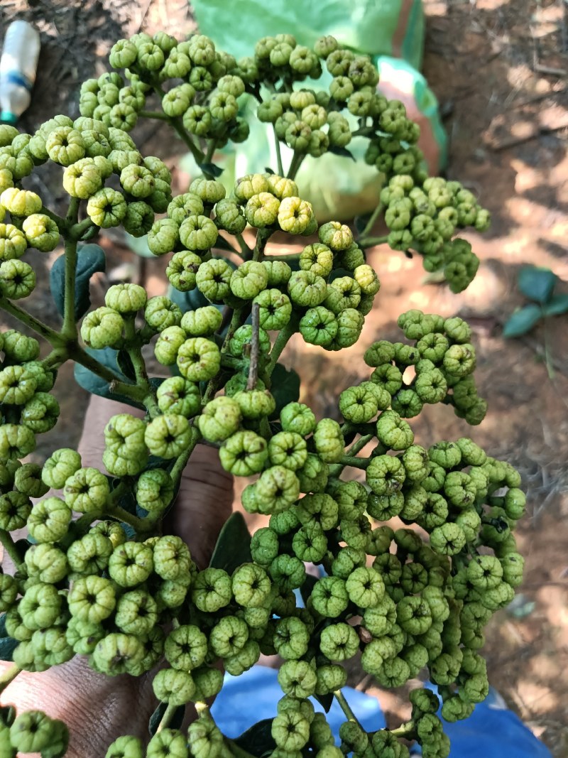 江西中花吴茱萸苗基地一手规格齐全包活死苗包赔诚信经营