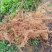 江西中花吴茱萸苗基地一手规格齐全包活死苗包赔诚信经营