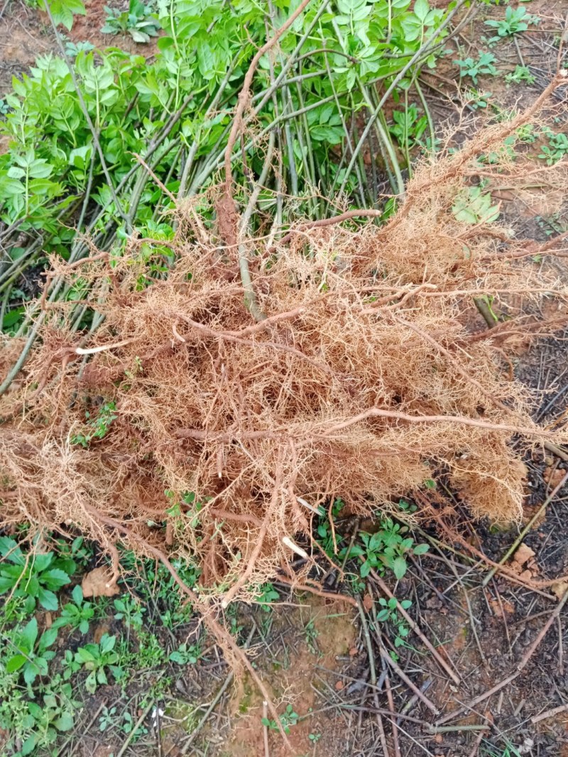 江西中花吴茱萸苗基地一手规格齐全包活死苗包赔诚信经营