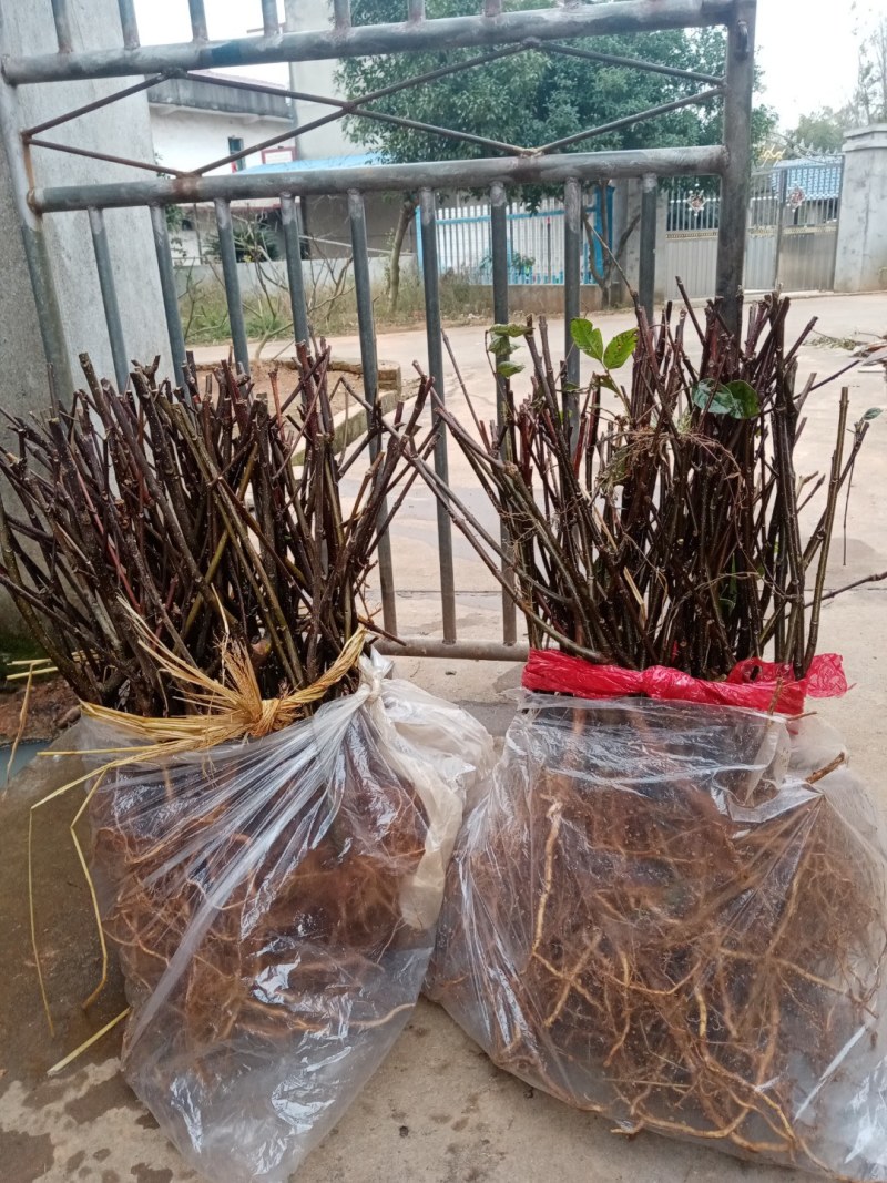 江西中花吴茱萸苗基地一手规格齐全包活死苗包赔诚信经营