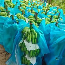产地香蕉直销果皮干净适合团购电商一件市场批发