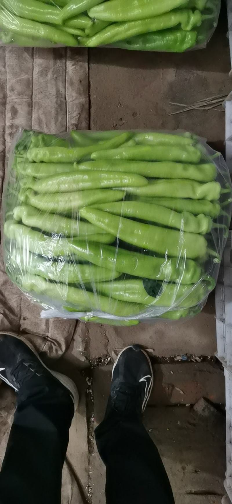 莘县产地山东聊城莘县黄皮尖椒