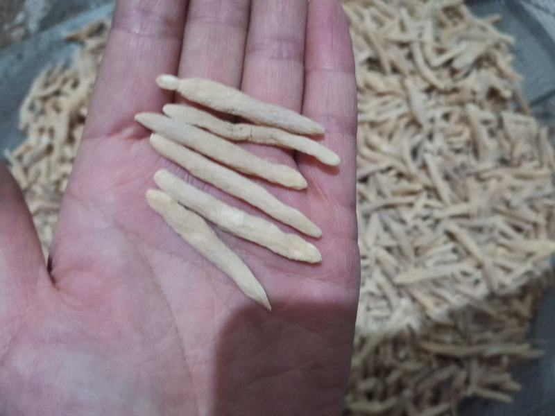 麦冬山东麦冬精品药材
