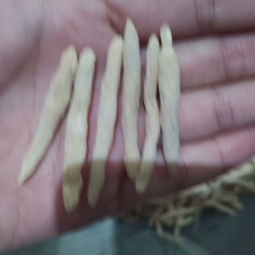 麦冬山东麦冬精品药材