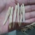 麦冬山东麦冬精品药材