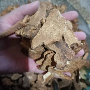 【诺一药材】炒白术精品药材可视频看货