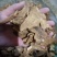 【诺一药材】炒白术精品药材可视频看货