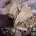 【诺一药材】炒白术精品药材可视频看货
