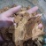 【诺一药材】炒白术精品药材可视频看货