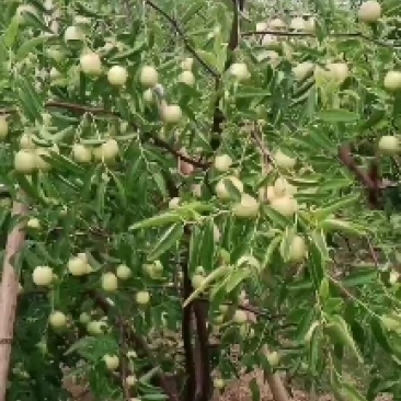 鲜冬枣