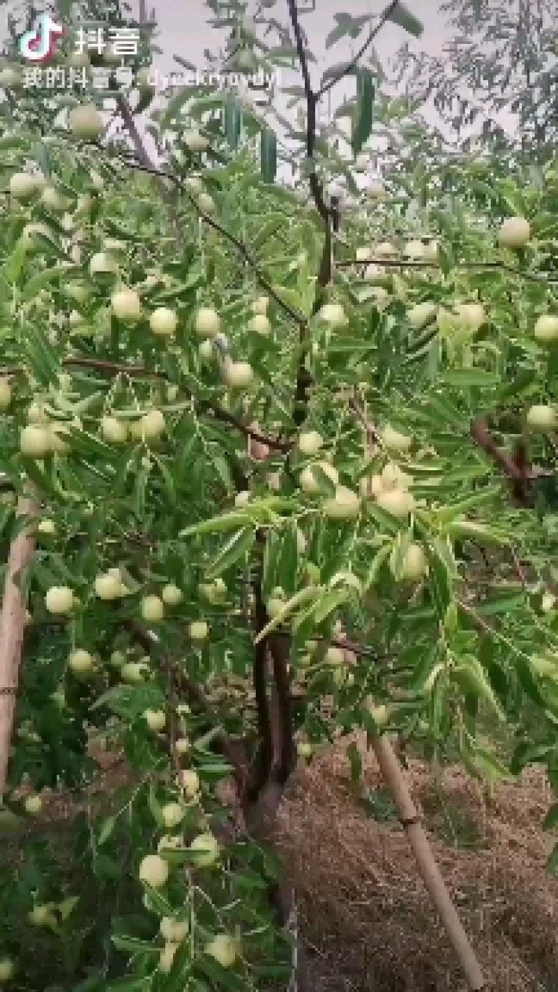 鲜冬枣