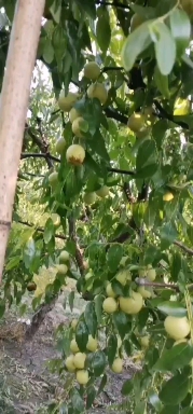 鲜冬枣