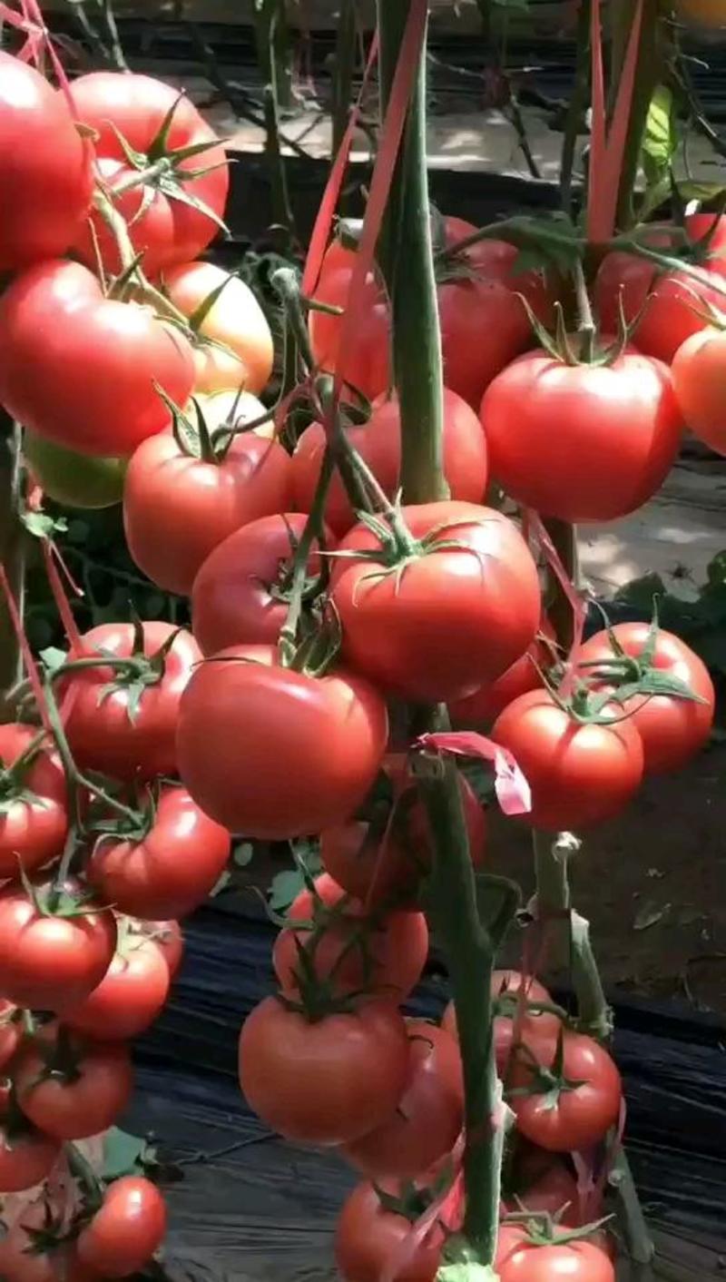 西红柿种子粉果番茄种子大红西红柿种子抗死棵抗青枯