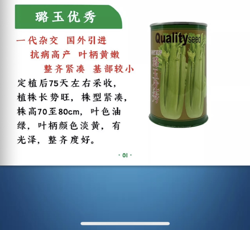璐通璐玉**芹菜种子杂交西芹颜色黄绿口感好蔬菜种子