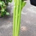 璐通璐玉**芹菜种子杂交西芹颜色黄绿口感好蔬菜种子