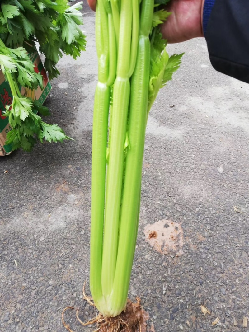 璐通璐玉**芹菜种子杂交西芹颜色黄绿口感好蔬菜种子