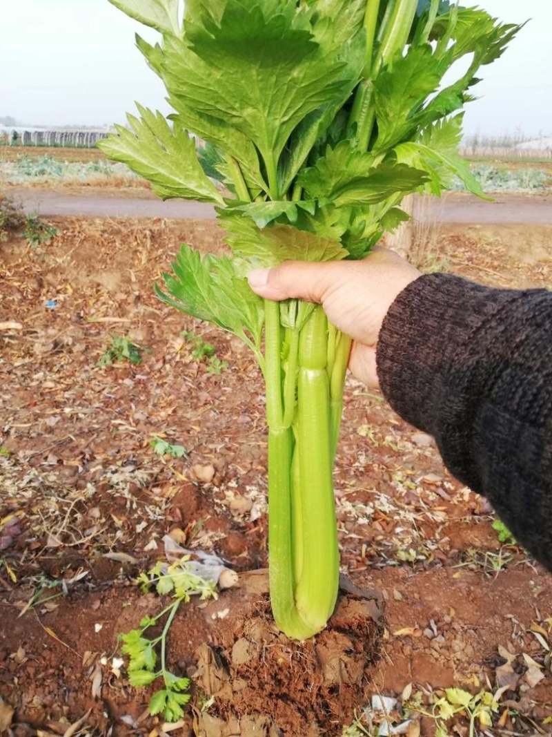 璐通璐玉**芹菜种子杂交西芹颜色黄绿口感好蔬菜种子
