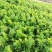 璐通璐玉**芹菜种子杂交西芹颜色黄绿口感好蔬菜种子