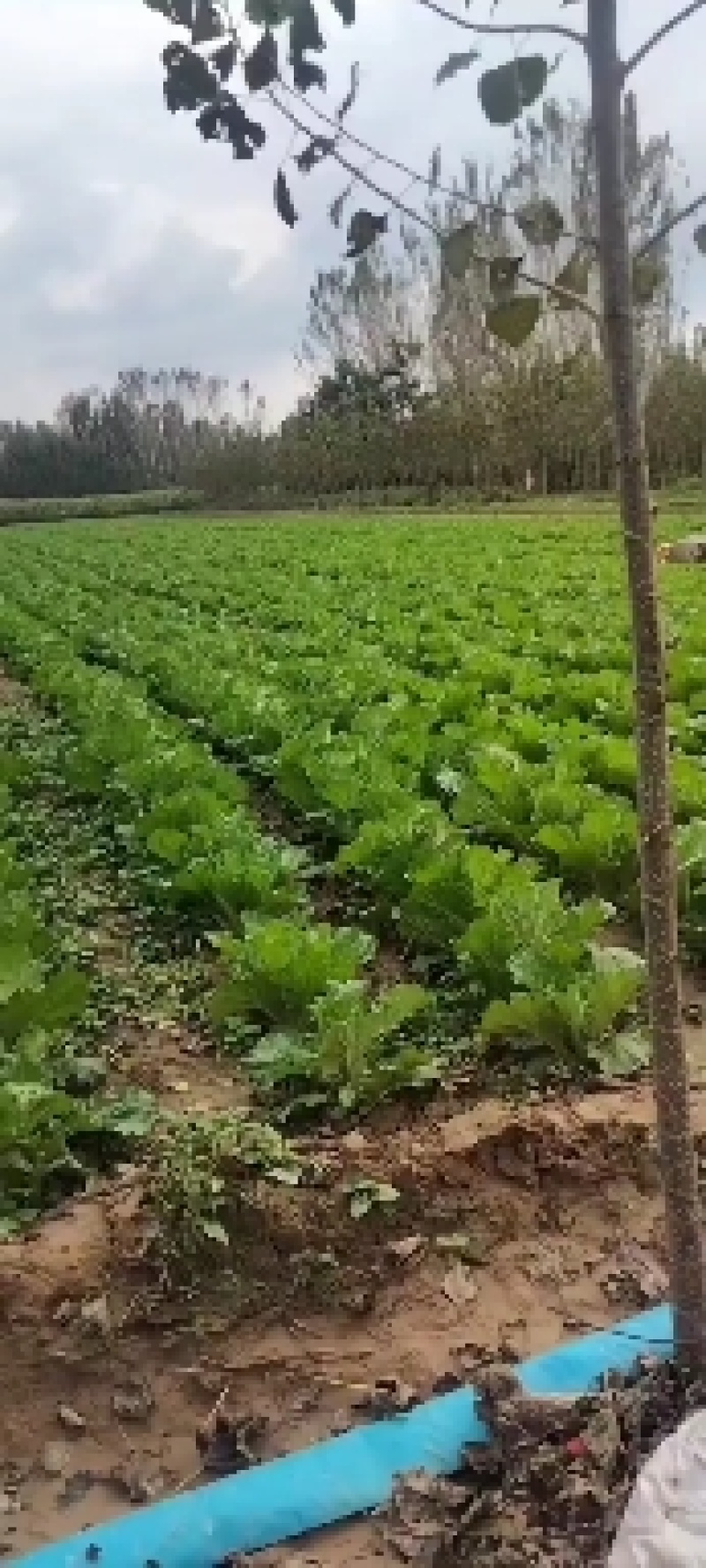 县白菜