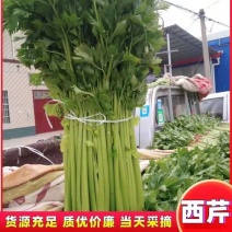 精品西芹！基地直供！保质保量！一手货源！对接商超！