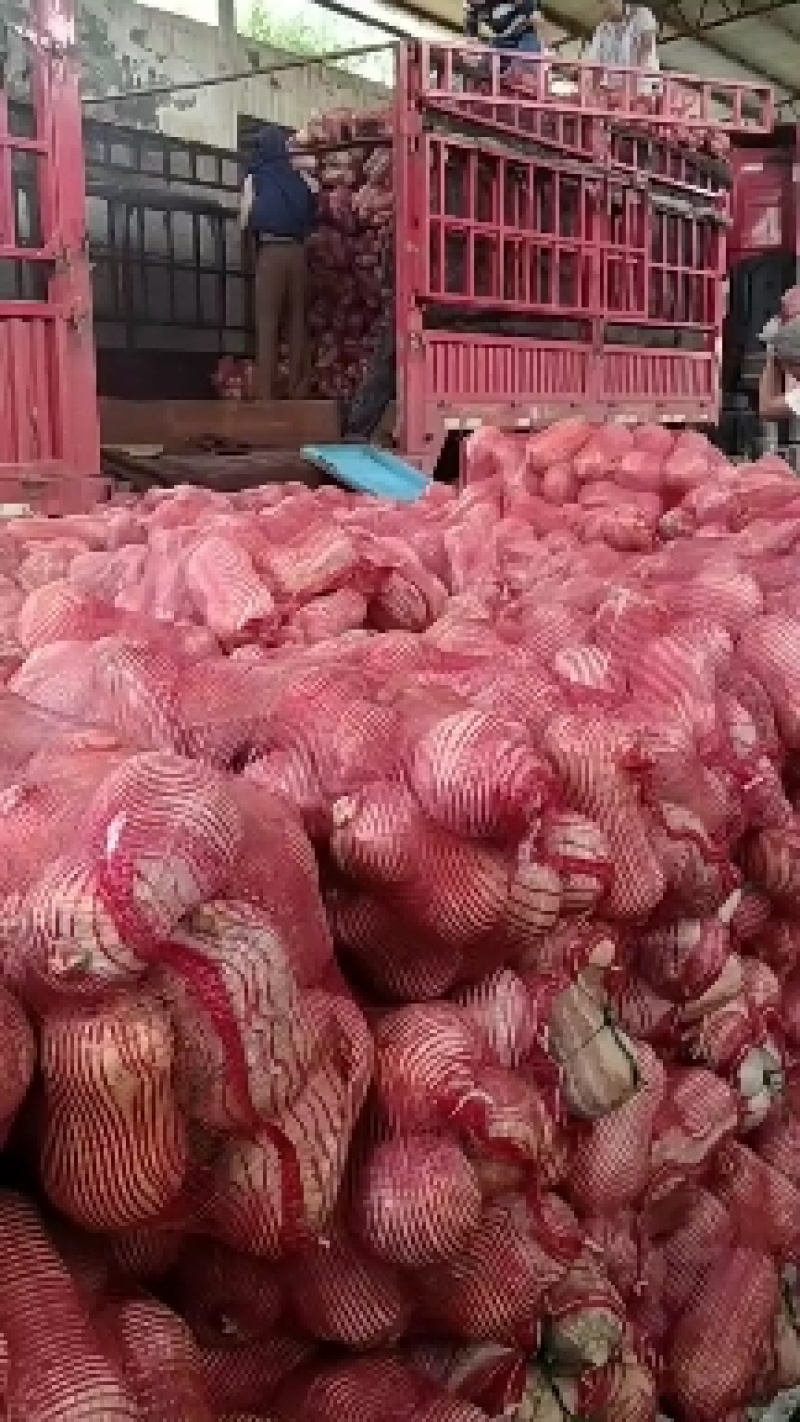 万亩产地直供吉冠773泰国金莎新品种南瓜市场反响好畅销
