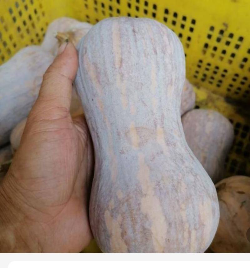 万亩产地直供吉冠773泰国金莎新品种南瓜市场反响好畅销