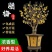 耐寒梅花树苗盆栽盆景花卉红梅老桩庭院室内素心腊梅树苗浓香