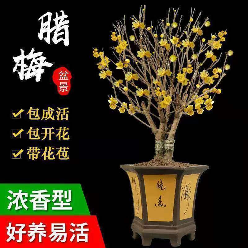 耐寒梅花树苗盆栽盆景花卉红梅老桩庭院室内素心腊梅树苗浓香