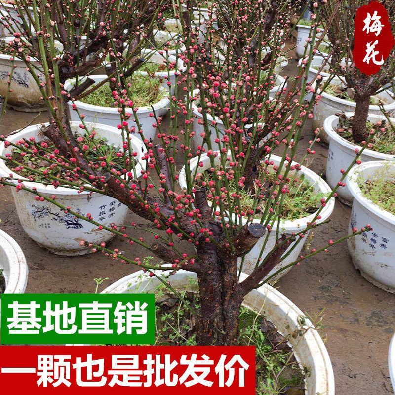 耐寒梅花树苗盆栽盆景花卉红梅老桩庭院室内素心腊梅树苗浓香