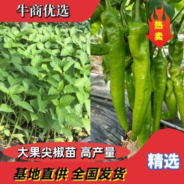 辣椒苗山东基地直供包成活率全程技术指导