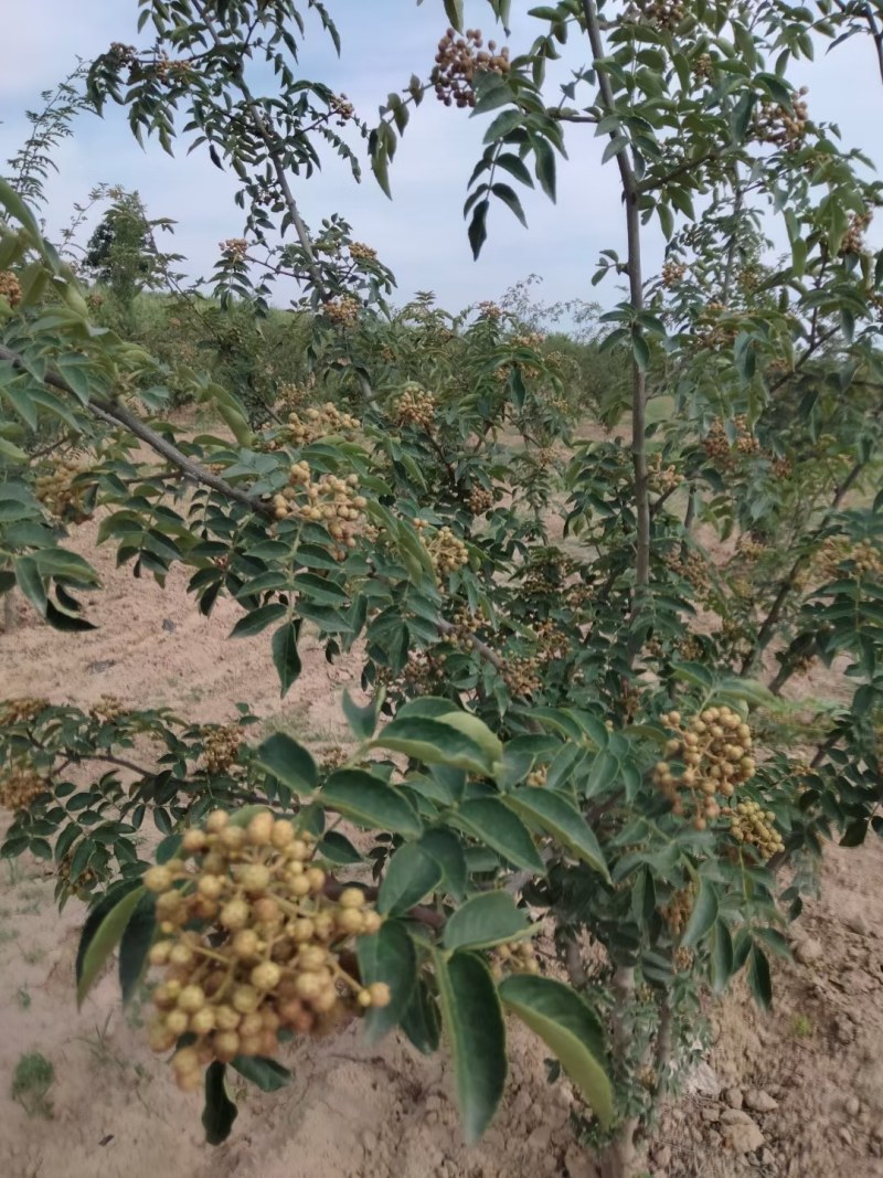 大红袍茶花椒树三公分，四公分大红袍量大优惠