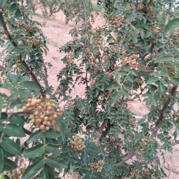 大红袍茶花椒树三公分，四公分大红袍量大优惠